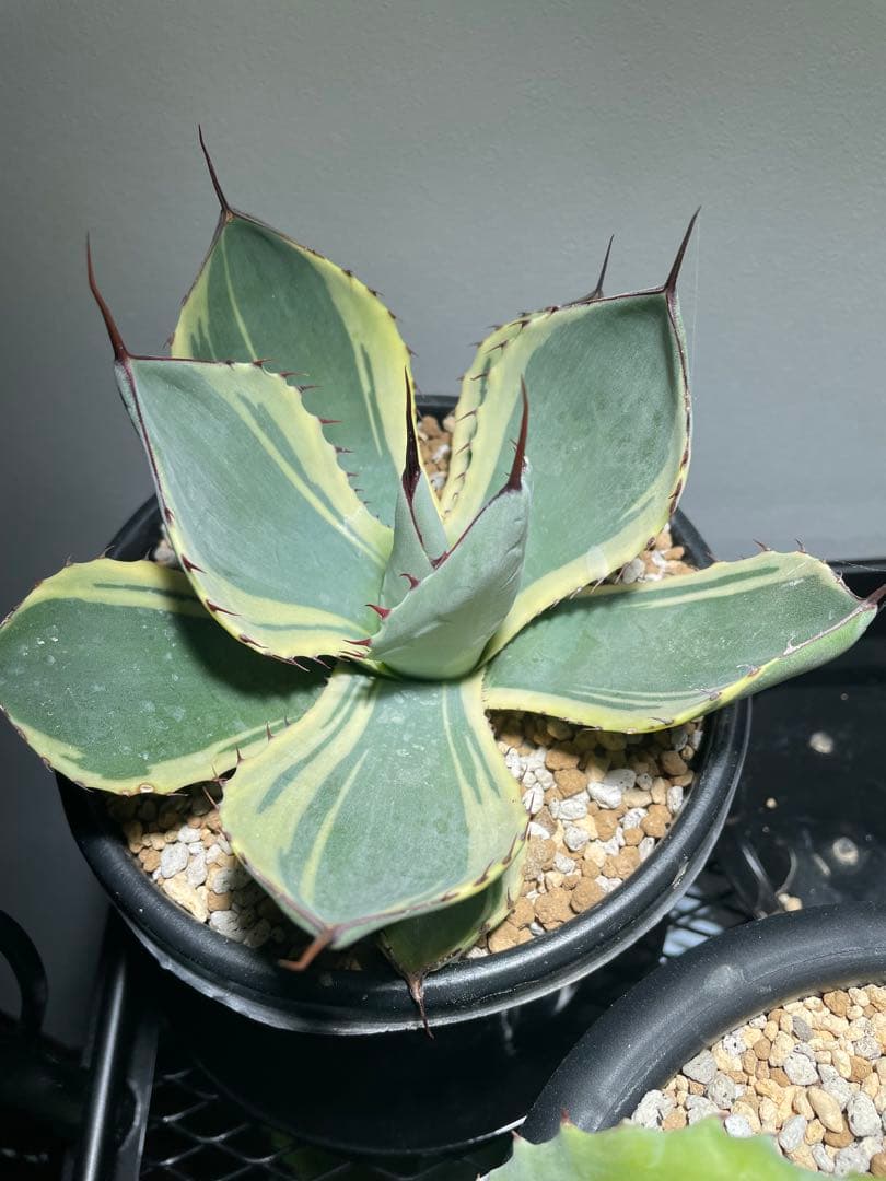 パリー トランカータ オリザバ 大サイズ US