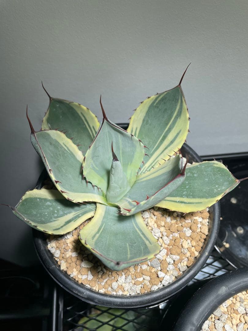 パリー トランカータ オリザバ 大サイズ US