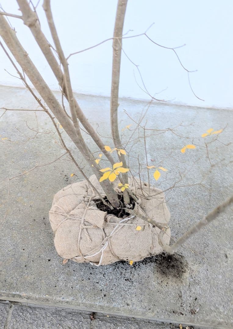 極美。特大の山採りドウダンツツジ。