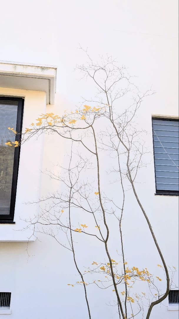 極美。特大の山採りドウダンツツジ。