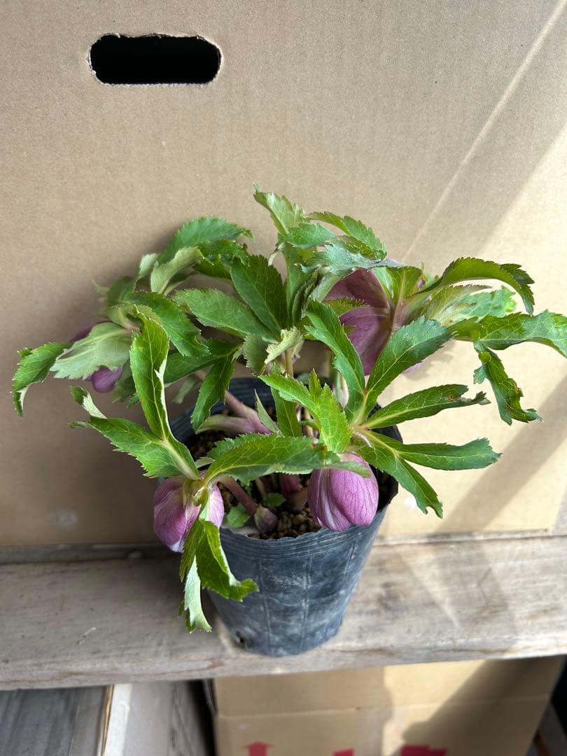 加藤農園 クリスマスローズ プリマヴェーラ系 同梱推奨