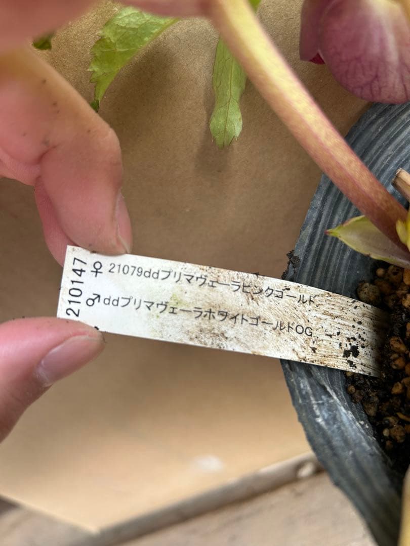 加藤農園 クリスマスローズ プリマヴェーラ系 同梱推奨