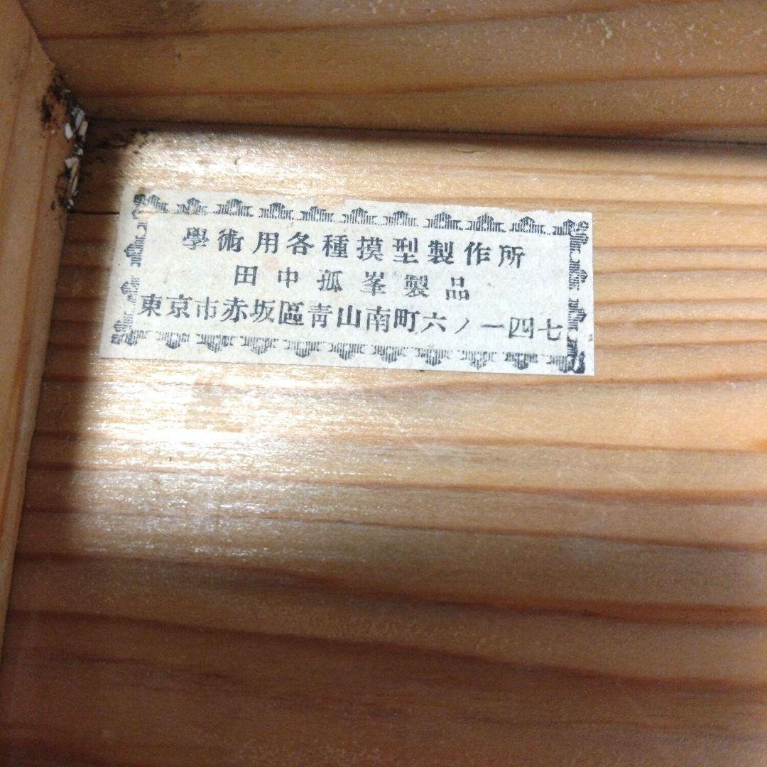 レトロな木箱入　頭蓋骨　　模型　田中狐峯製品