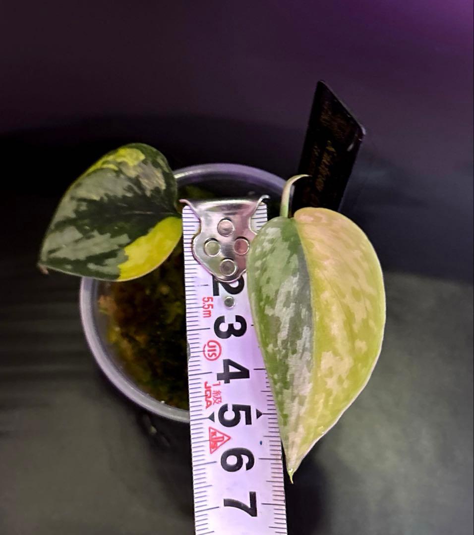 スキンダプサス　綺麗な斑入り　セットL1