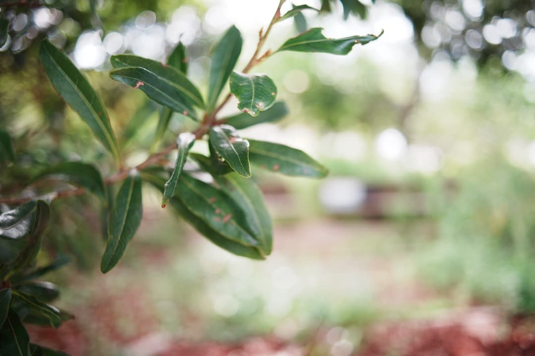レンズ(単焦点) Carl Zeiss distagon 28mm F2.8 MMJ 528