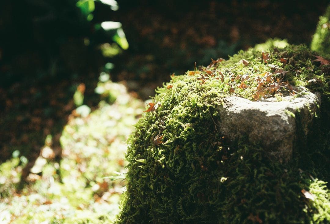 ライカM4 ストラップ付