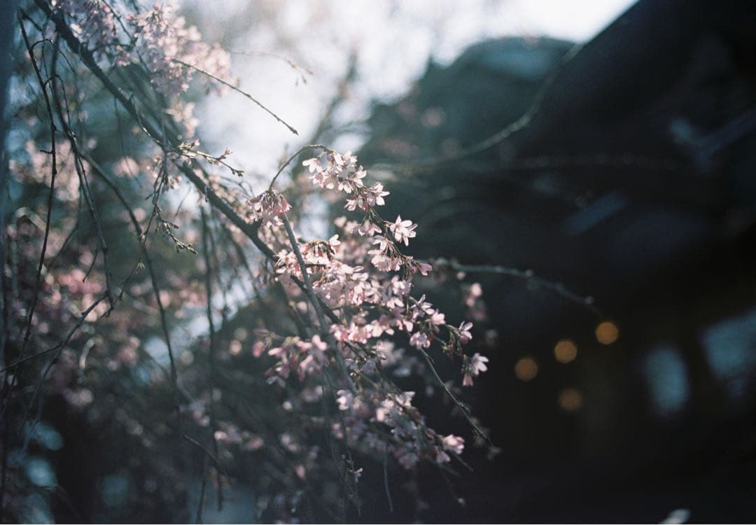 Nikon FE2＋Ai nikkor50mmf1.4セット