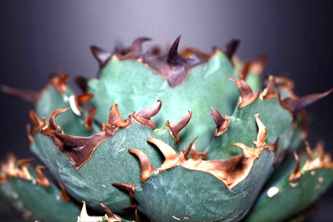 アガベ　チタノタ　プテラノドン　'翼竜'