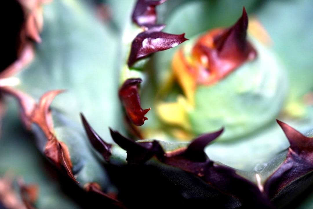 アガベ　チタノタ　プテラノドン　'翼竜'