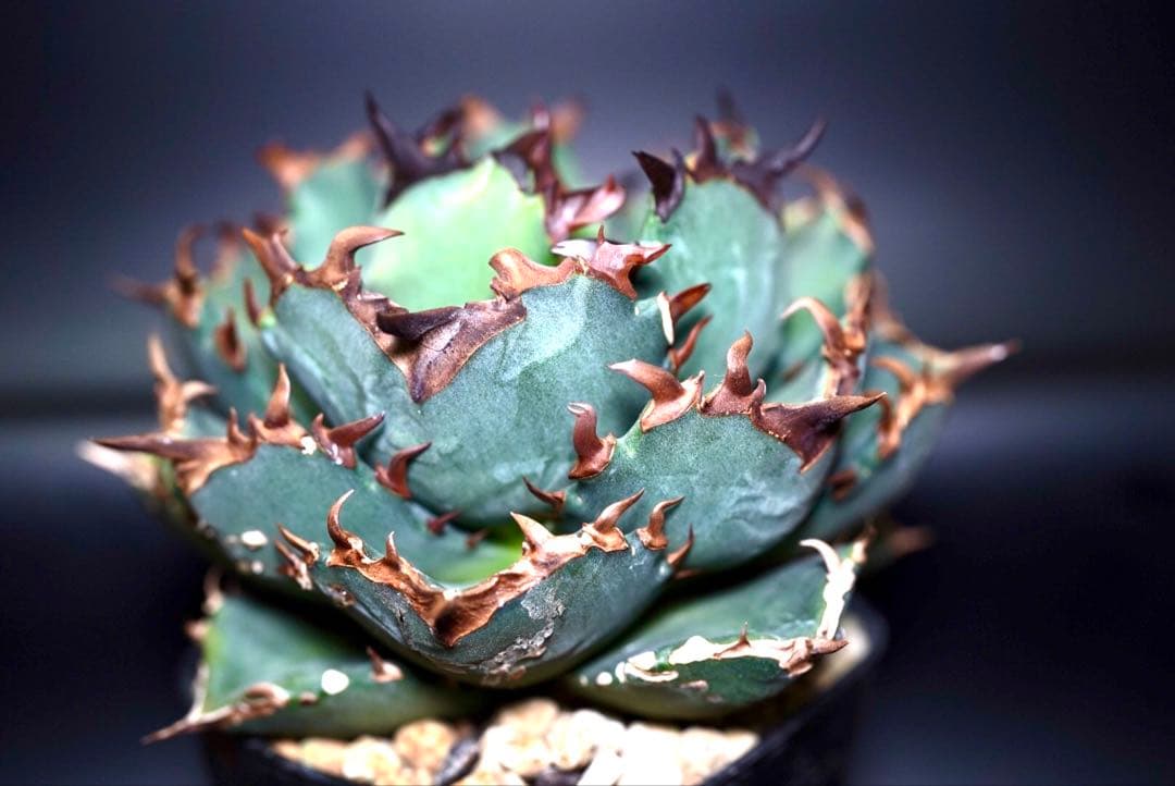 アガベ　チタノタ　プテラノドン　'翼竜'