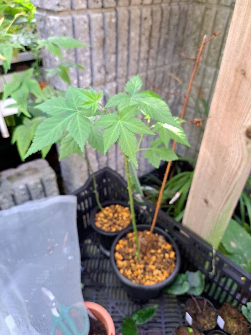 山野草　キイチゴ　木苺　ゴショイチゴ　高知県産