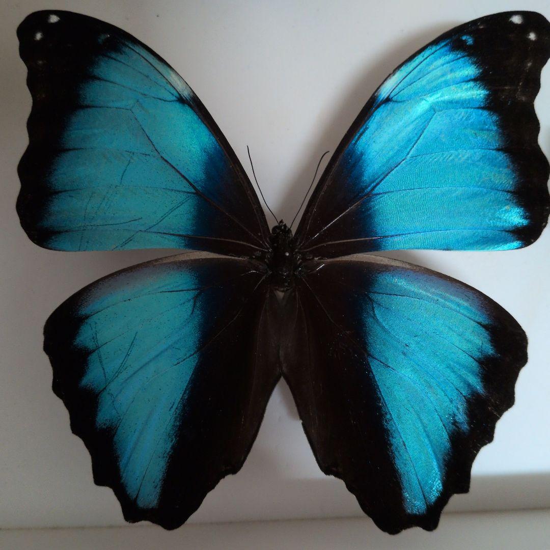蝶標本 昆虫標本 外国産蝶標本　デイダミアモルフォ