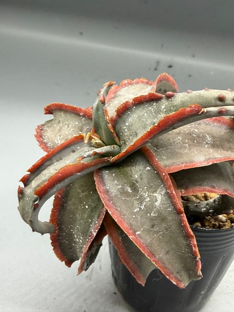 アロエ　ハイブリッド　Aloe hybrid 第四種　Fe−14