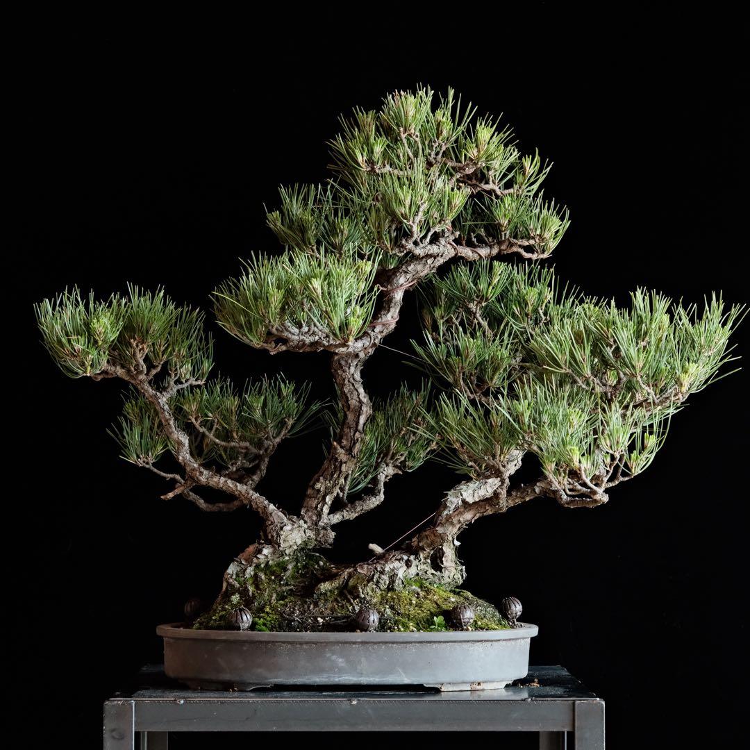 【最終値下げ】引き取り　黒松　大品盆栽　株立　古木