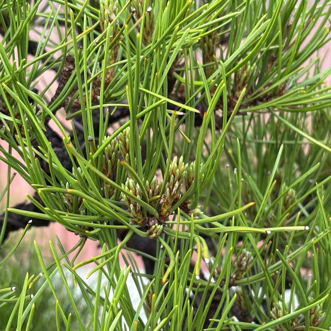 【最終値下げ】引き取り　黒松　大品盆栽　株立　古木