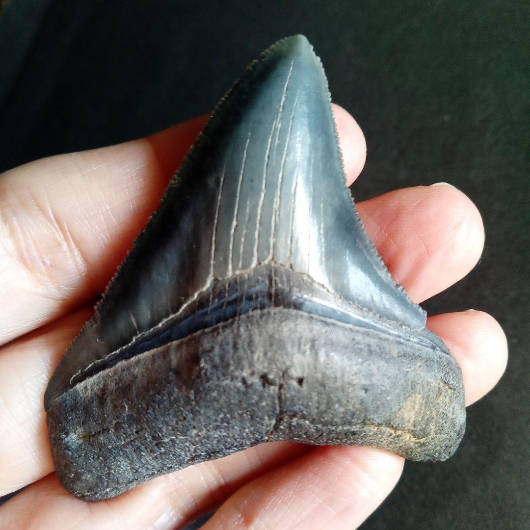 アメリカ　メガロドン　歯化石　ダークグレー　極美麗　標本