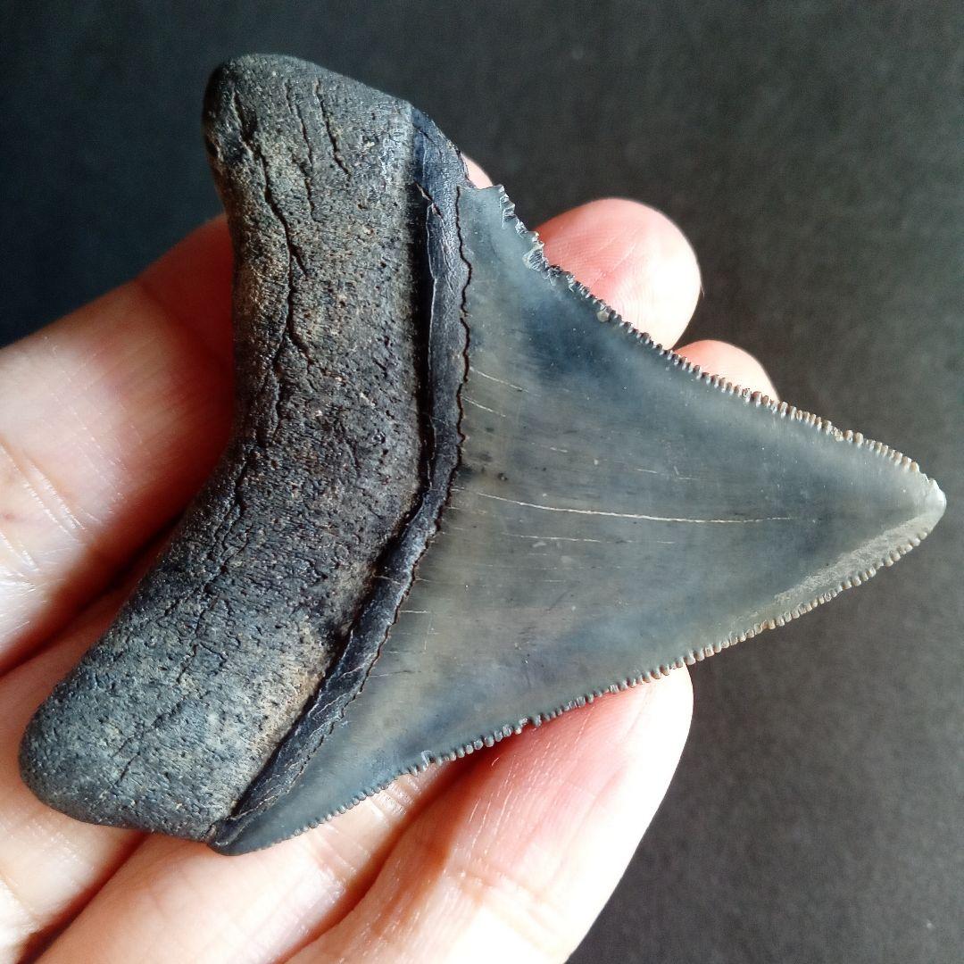 アメリカ　メガロドン　歯化石　ダークグレー　極美麗　標本