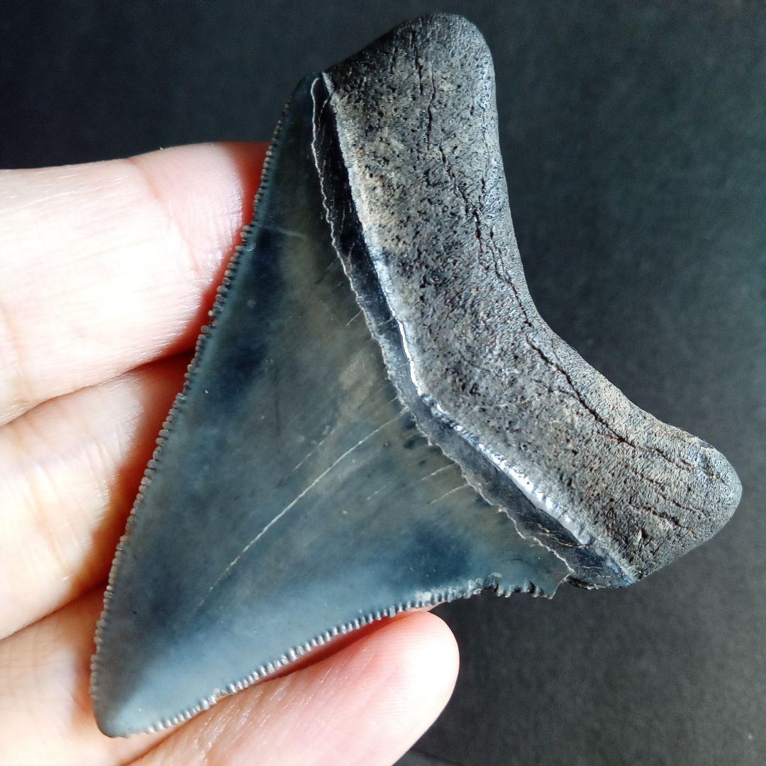 アメリカ　メガロドン　歯化石　ダークグレー　極美麗　標本