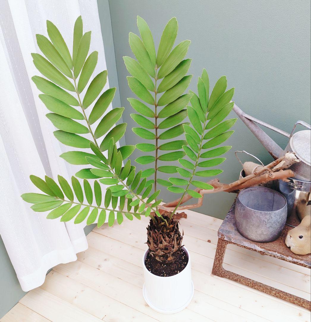 珍品！多頭扇型 太株 ザミアプミラ(現品) 一点物 インパクト大!!縁起物