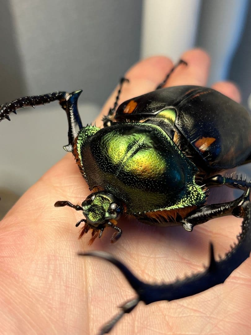 【73mm】ヤンソニーテナガコガネ　カメムシサシガメ甲虫昆虫標本ハムシフンチュウ