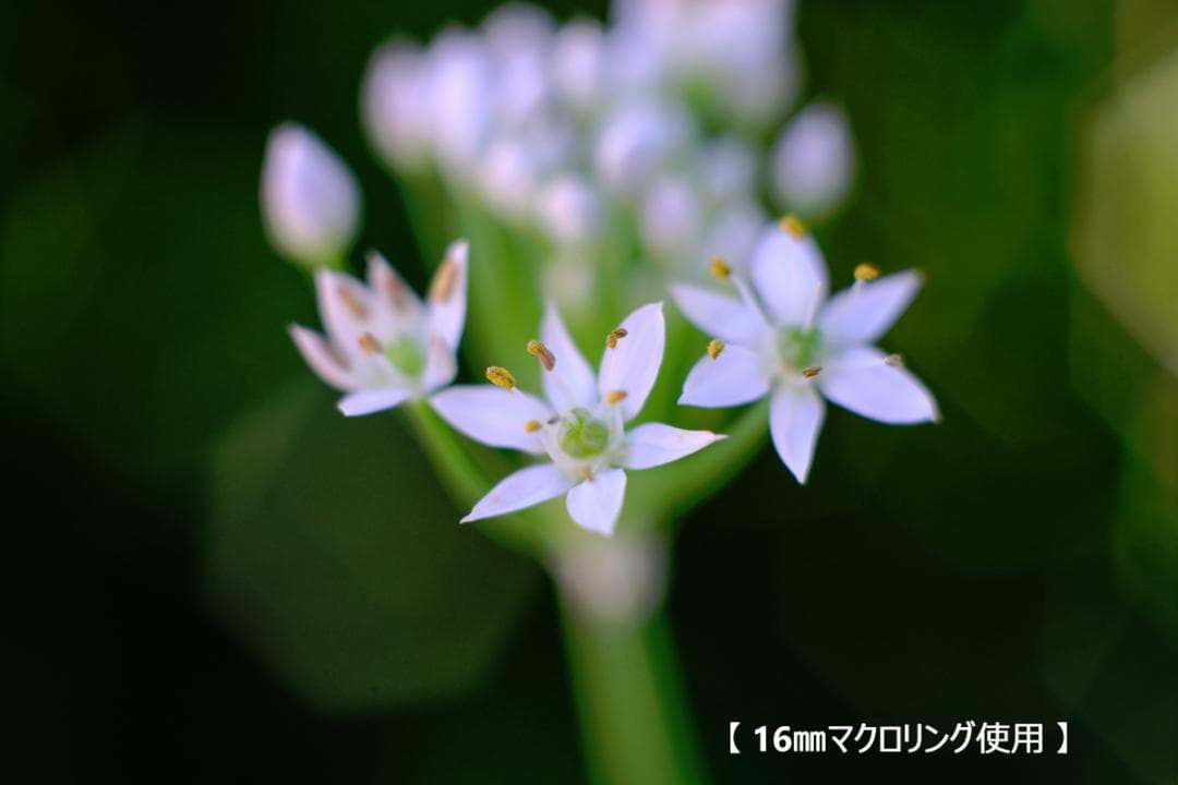 Nikon NIKKOR 50mm F1.4（非Ai）単焦点マニュアルフォーカス