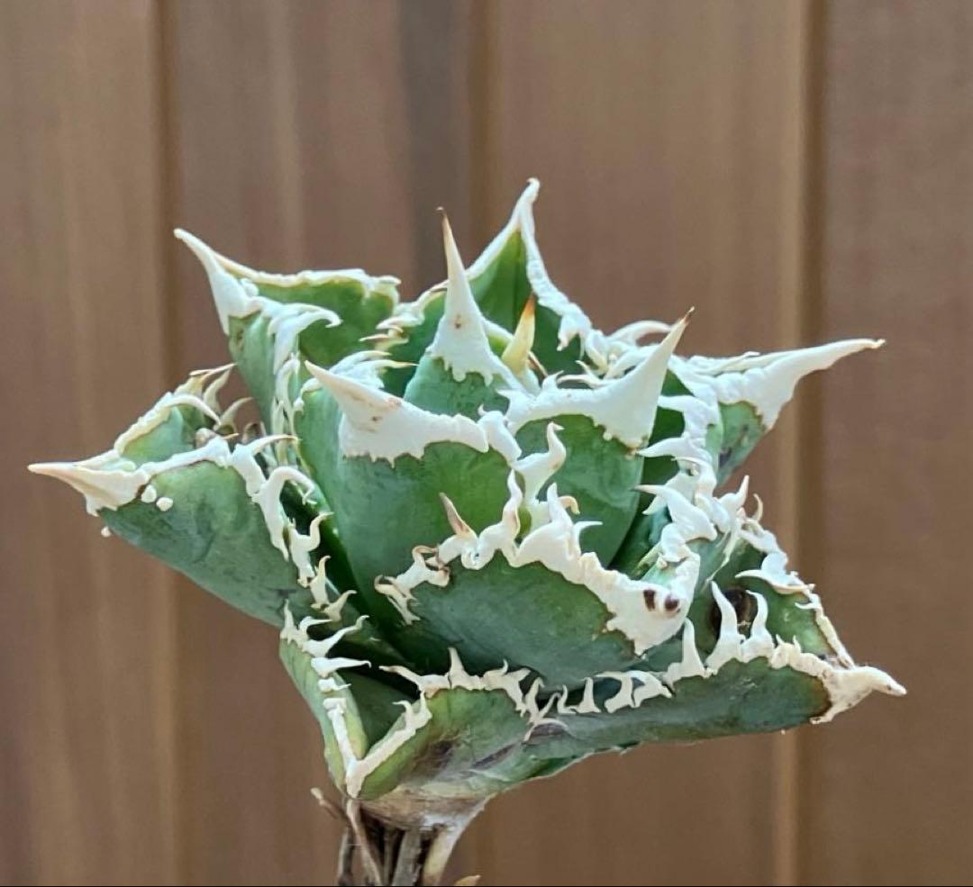 H*C様 【オークション】①選抜　特選　太棘 アガべ　チタノタ　白豪刺　TC 上