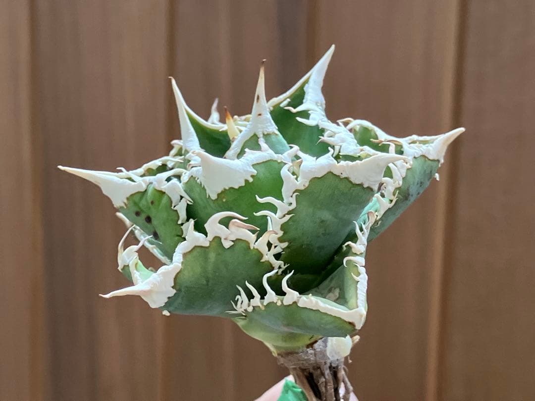H*C様 【オークション】①選抜　特選　太棘 アガべ　チタノタ　白豪刺　TC 上