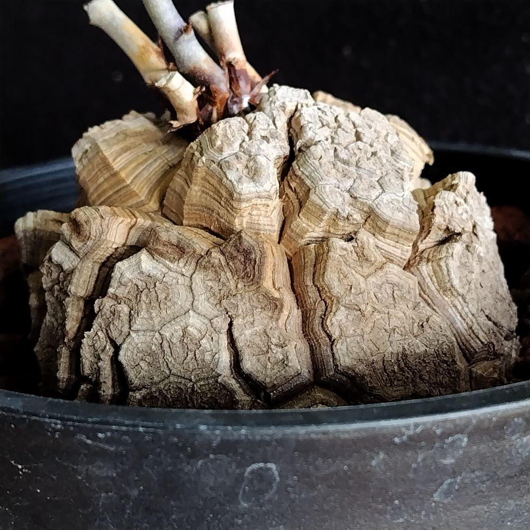 アフリカ亀甲竜