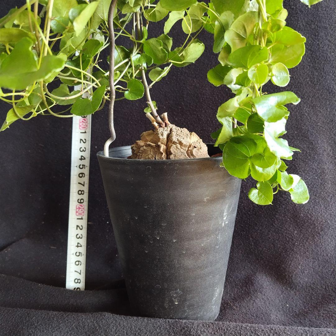 アフリカ亀甲竜