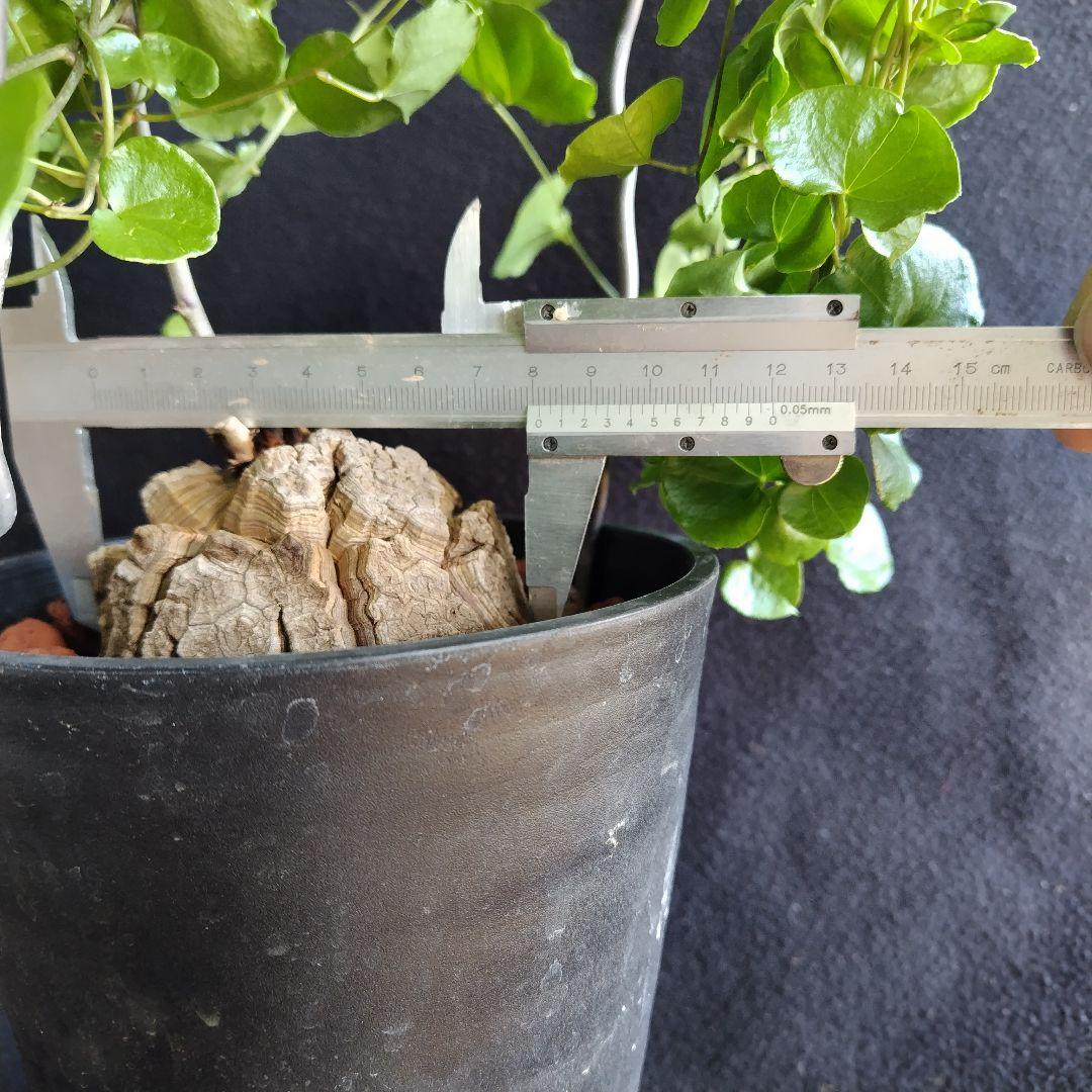 アフリカ亀甲竜