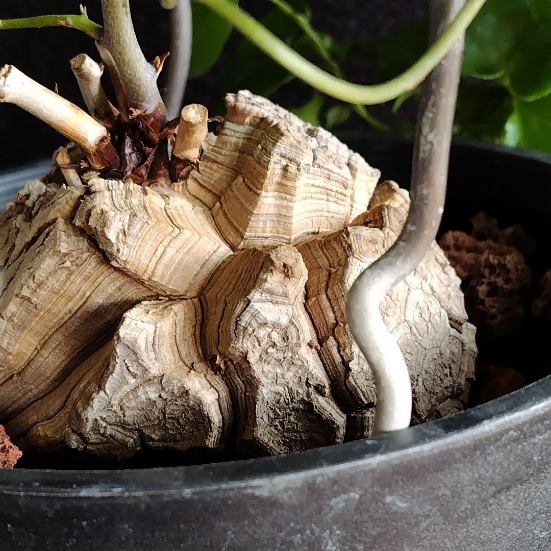 アフリカ亀甲竜