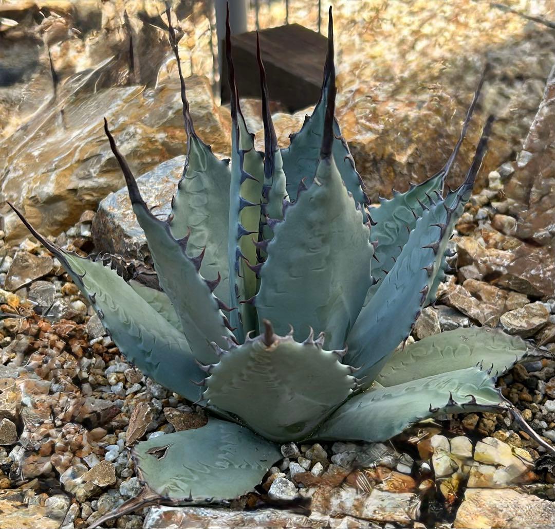 アガベ　パリー