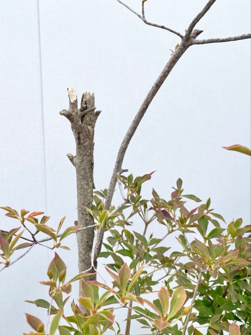 山採りドウダンツツジ　白花/816