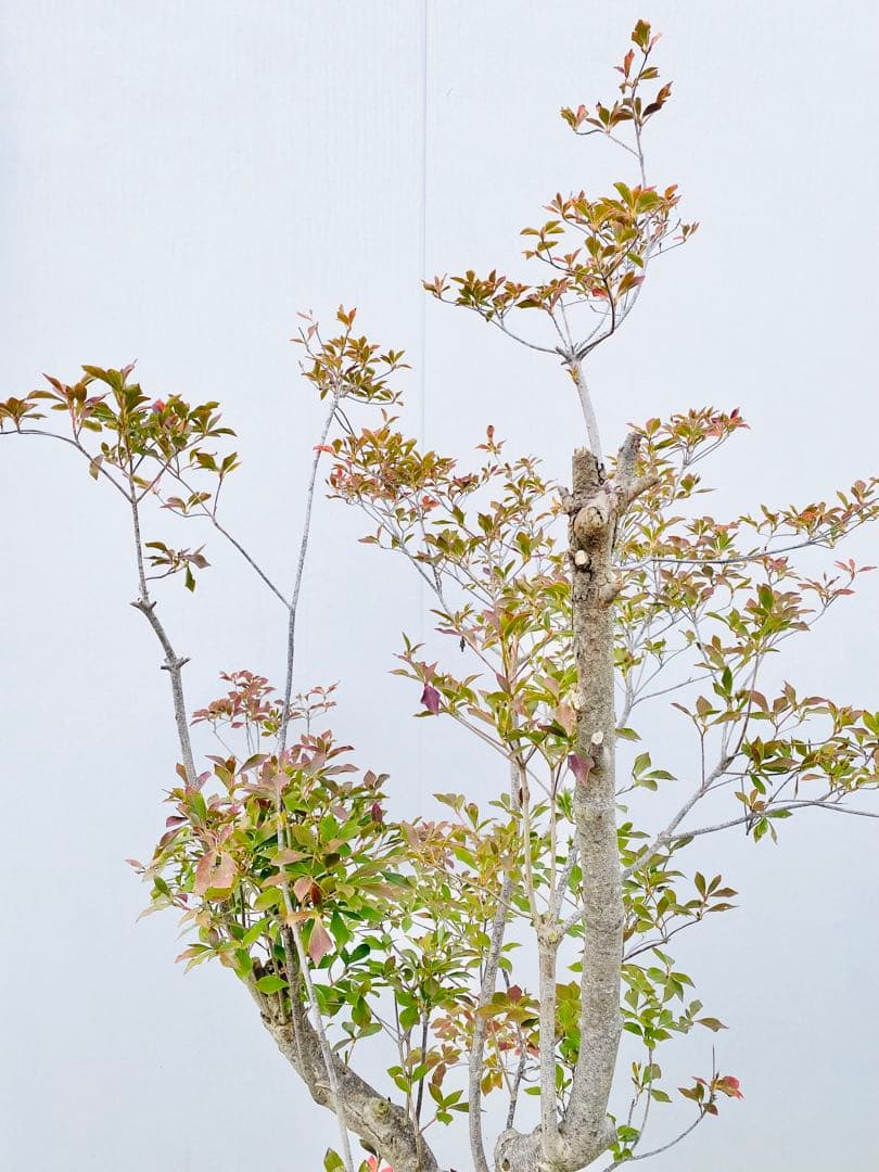 山採りドウダンツツジ　白花/816