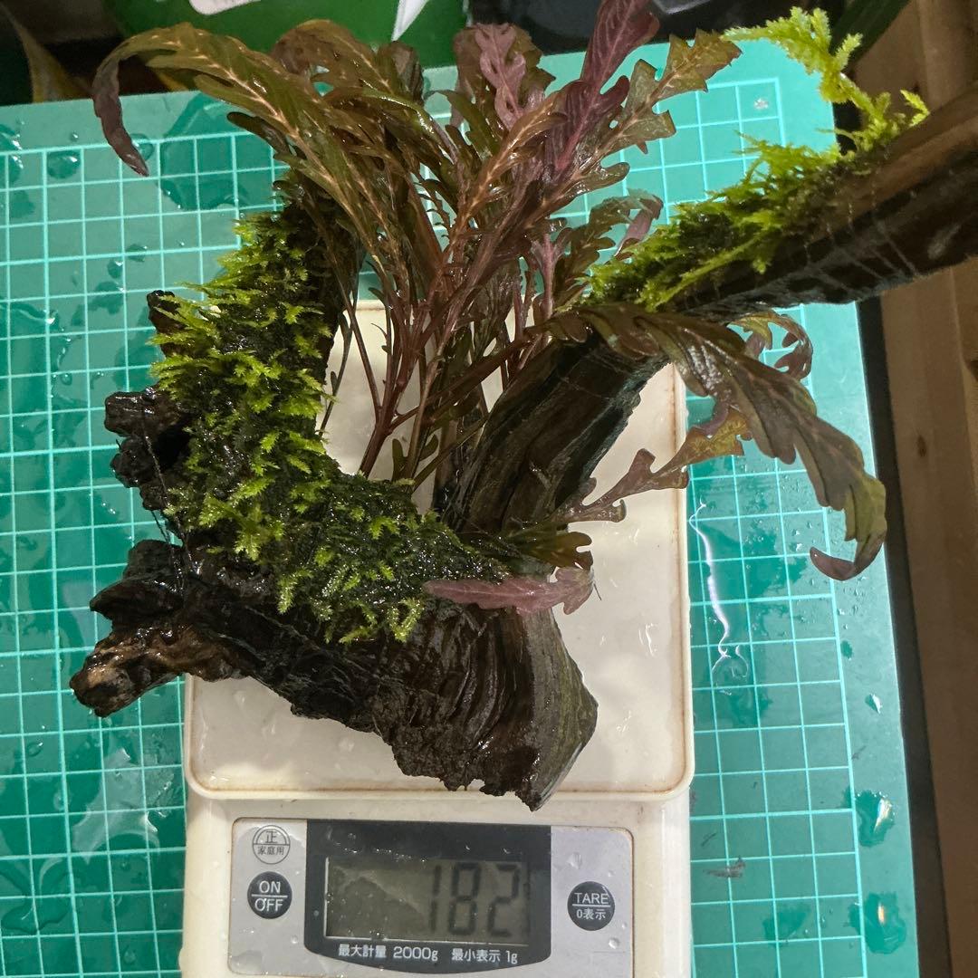 【第四種郵便】ジャイアント南米モス活着ティア付流木12cmとピンナ流木