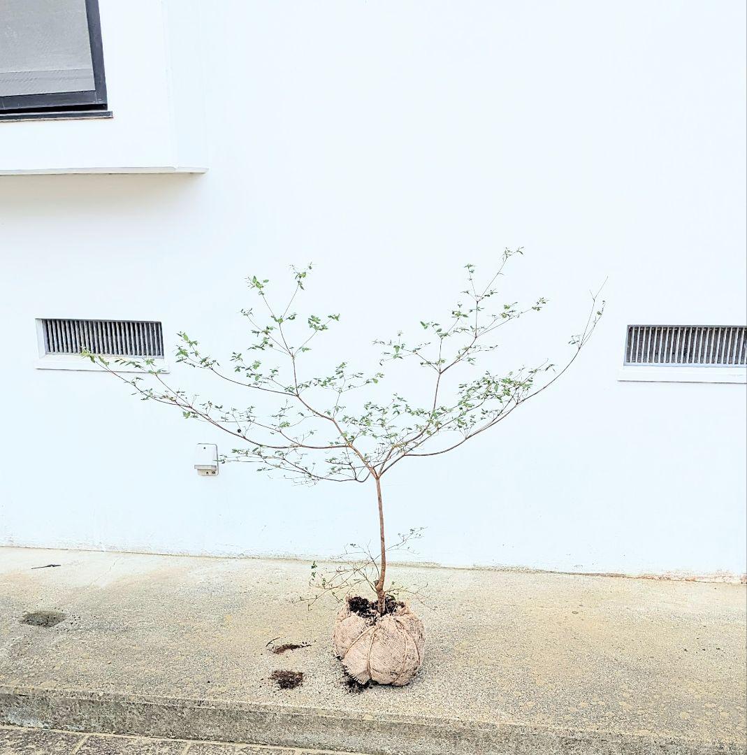 祝の盃形。。山採りヤマツツジ。