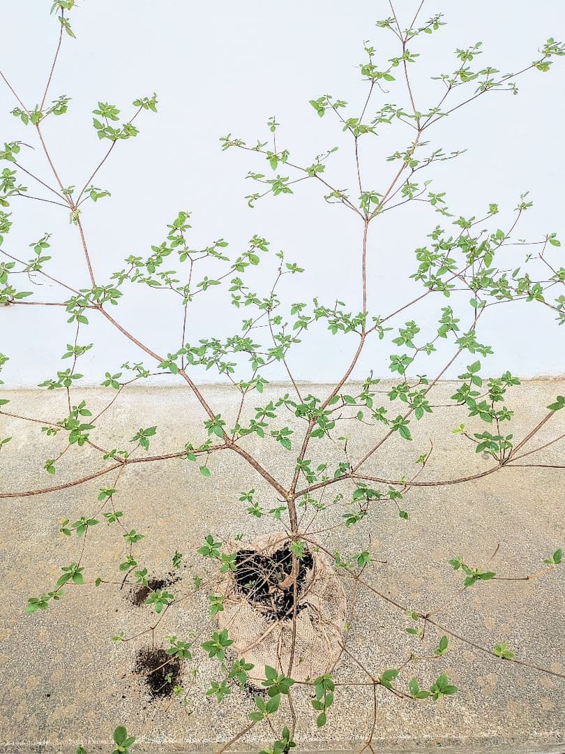 祝の盃形。。山採りヤマツツジ。
