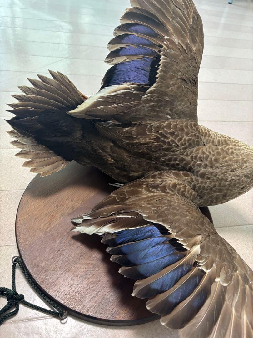 鳥の剥製　鴨　美品　壁掛け