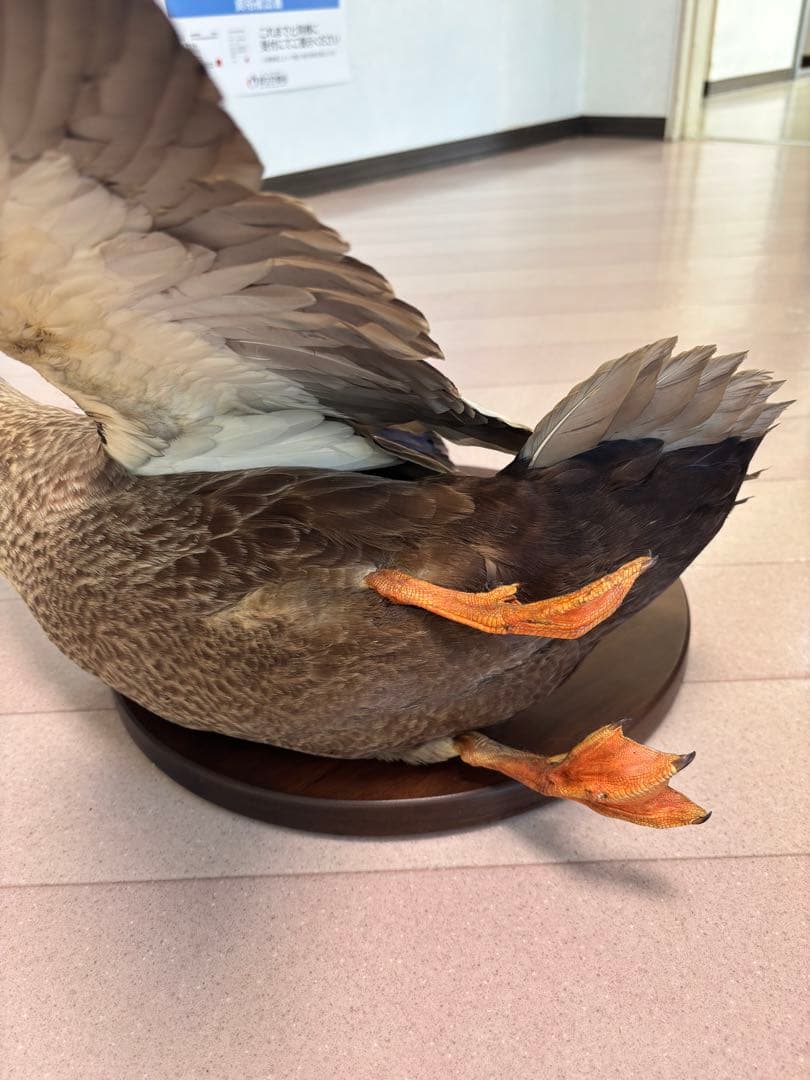 鳥の剥製　鴨　美品　壁掛け