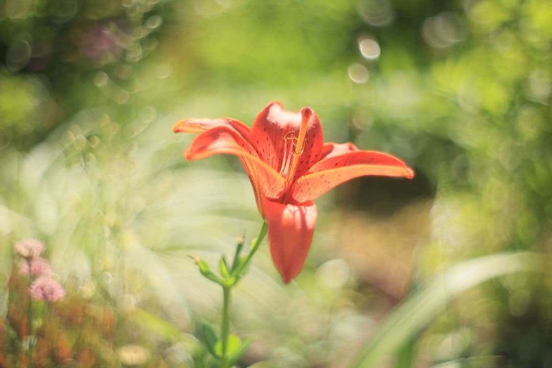 《希少》C.C. Petri Orikkor 50mm F2（M42）【良品】