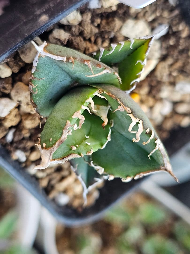 アガベ　チタノタ　満天星②TC ぶつぶつ 台湾産正規品 根付き苗 ブツブツ株