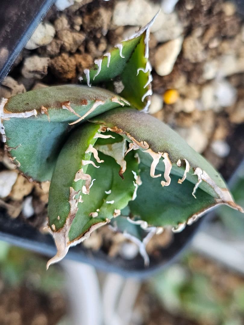 アガベ　チタノタ　満天星②TC ぶつぶつ 台湾産正規品 根付き苗 ブツブツ株