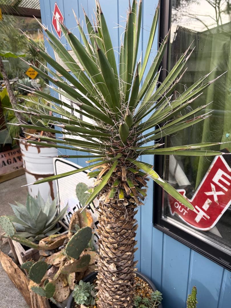 耐寒性ユッカ　フィリフェラ幹太大株◇南国ドライガーデン島アガベ多肉ヤシ　サボテン