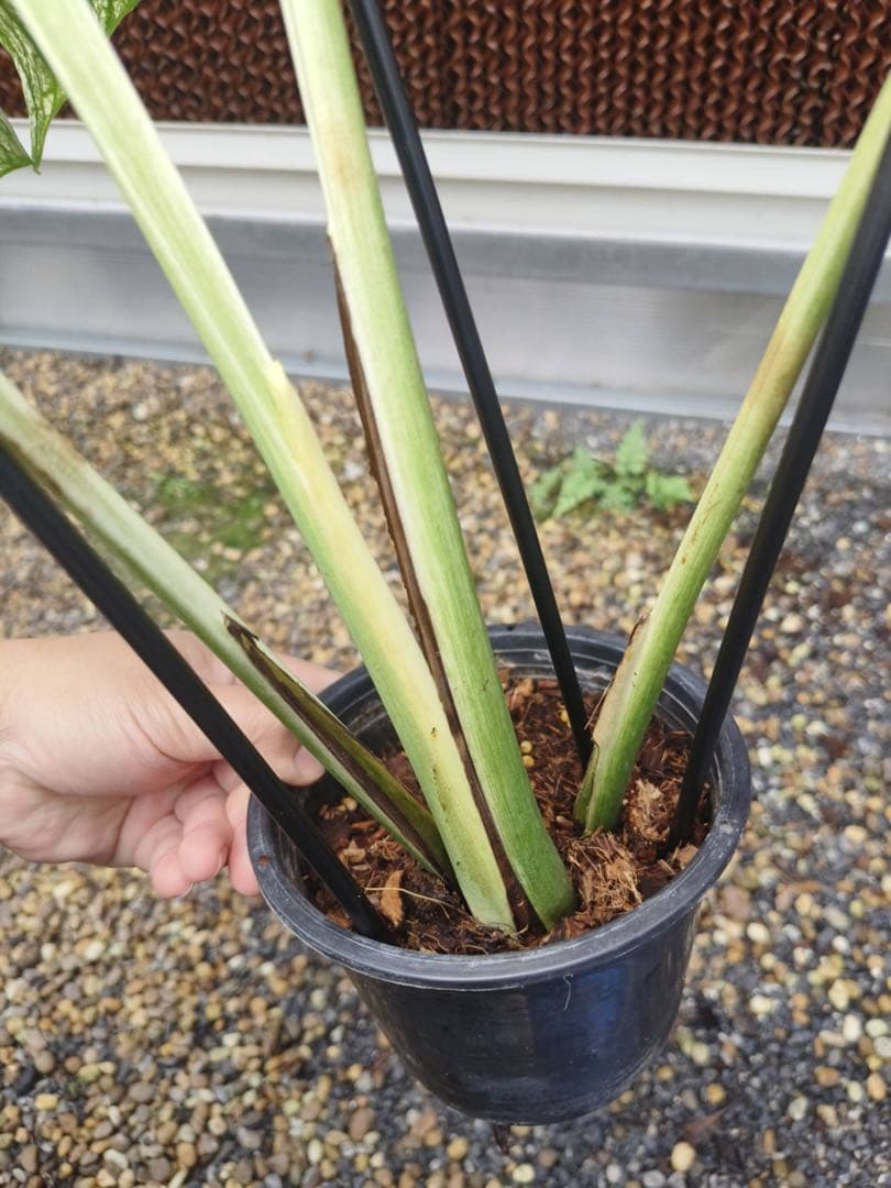 希少 モンステラ デビル（Devil Monster）斑入り／大株・極上斑