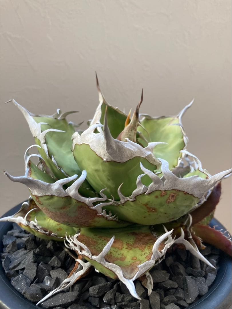 アガベ オテロイ実生選抜子株① オアハカ　チタノタ