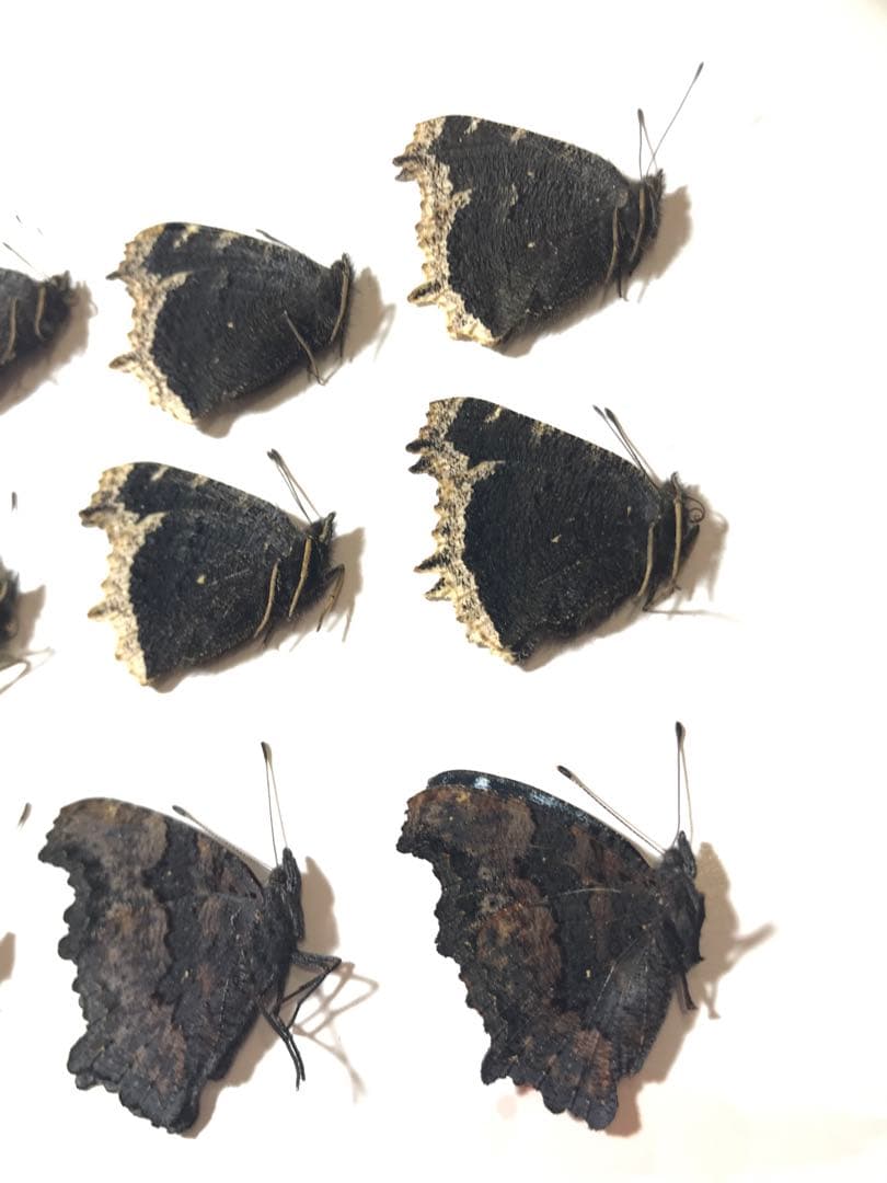 2025年産キベリタテハ11頭など