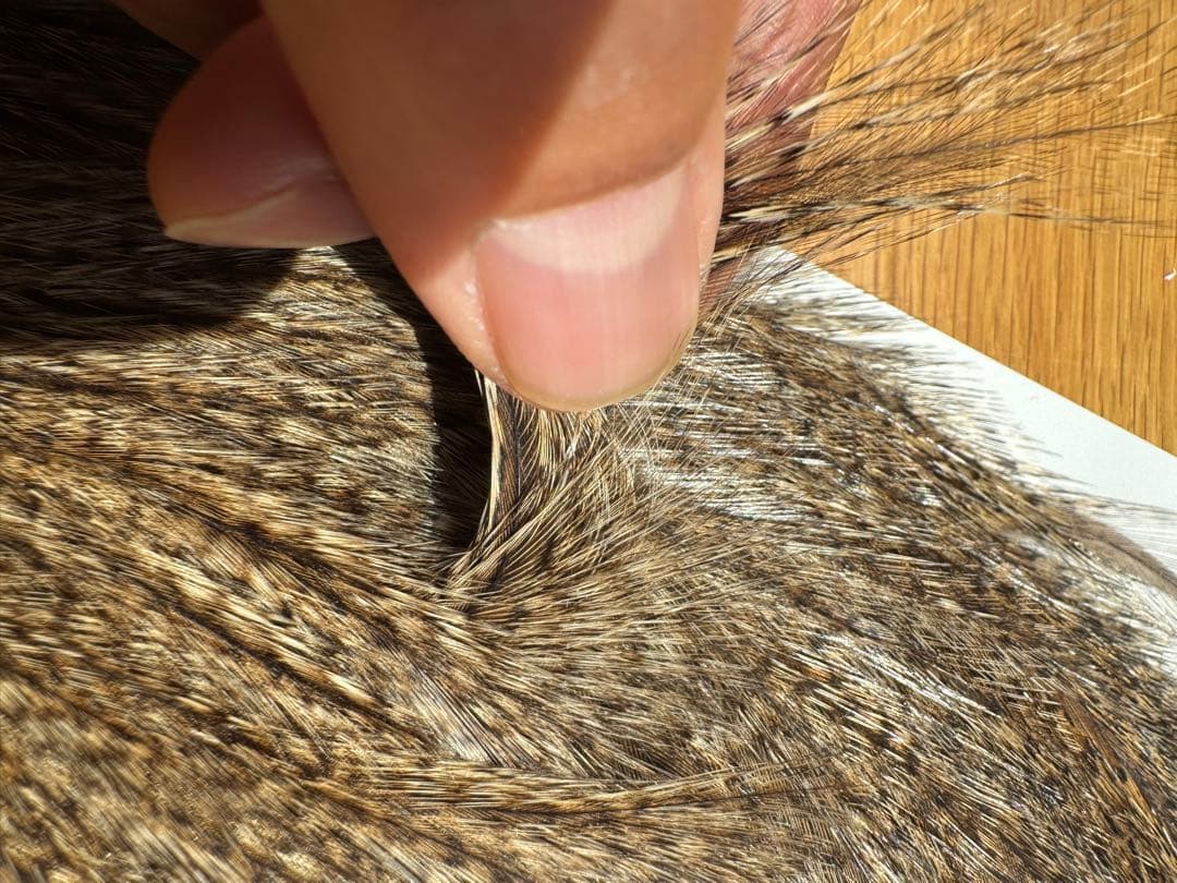 WHITING コックデレオン　ダークパルド　ライトジンジャーパルド　2枚セット