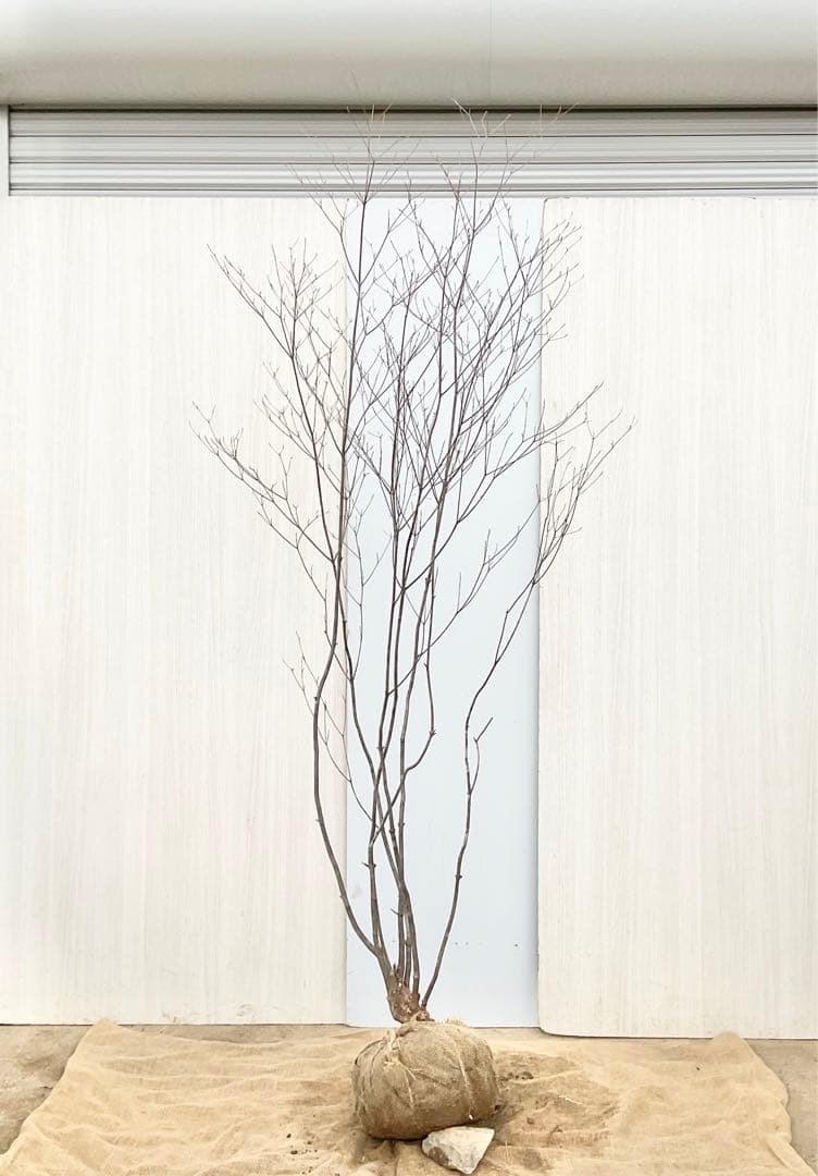 Oさん専用 山採り アブラツツジ　/7