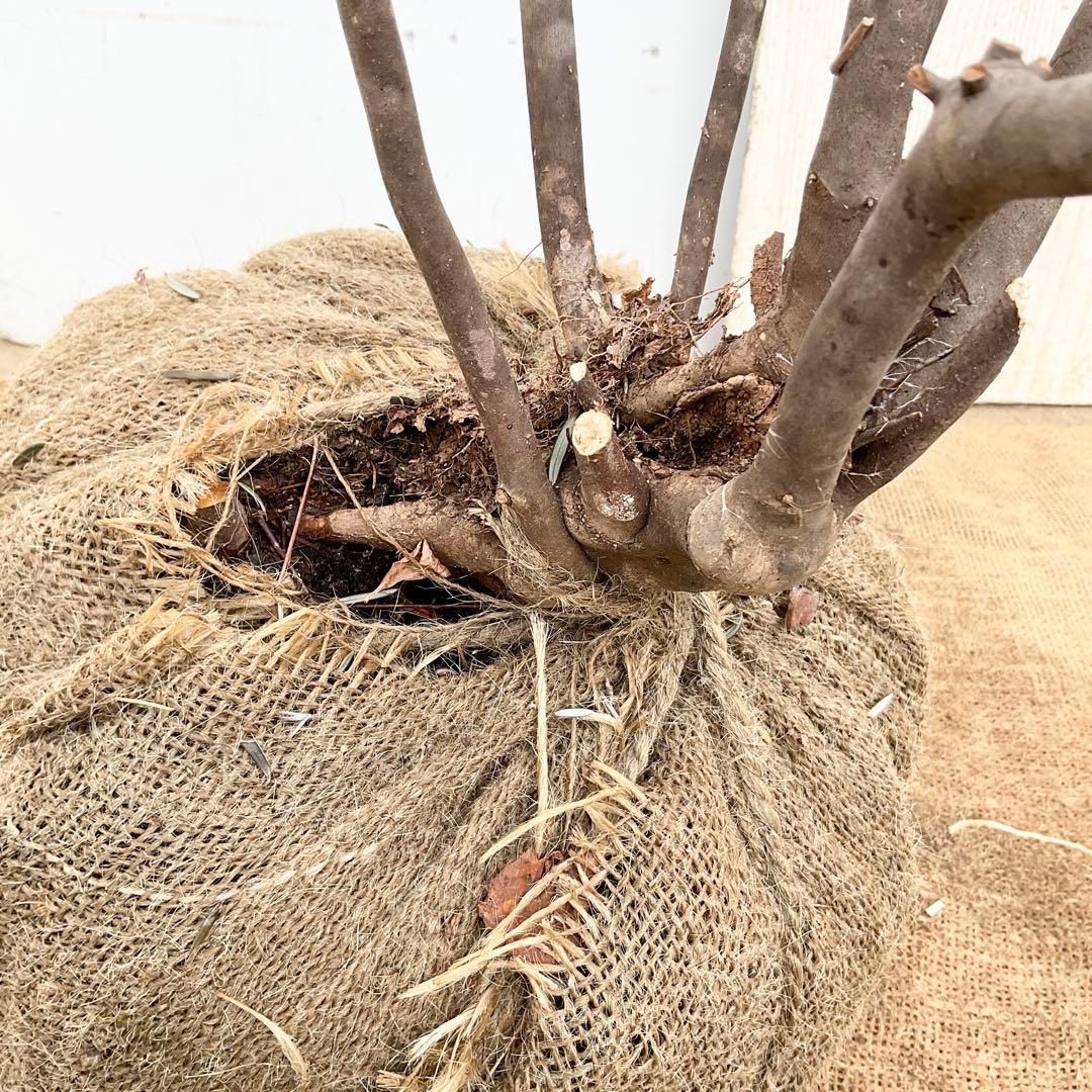 Oさん専用 山採り アブラツツジ　/7