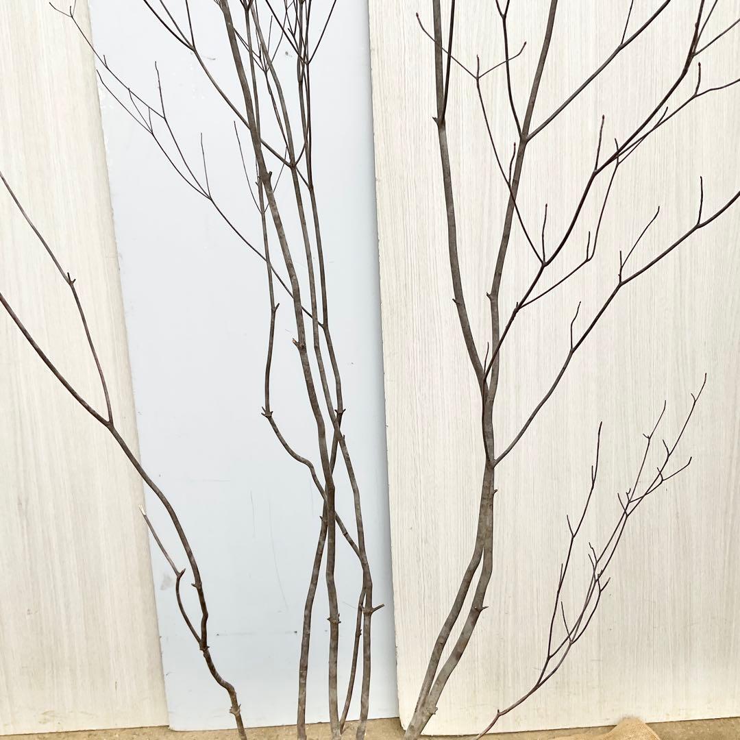 Oさん専用 山採り アブラツツジ　/7